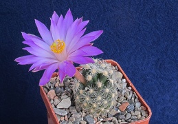 Mammillaria saboae ssp  roczekii