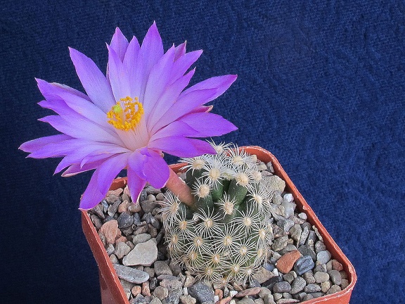 Mammillaria saboae ssp  roczekii