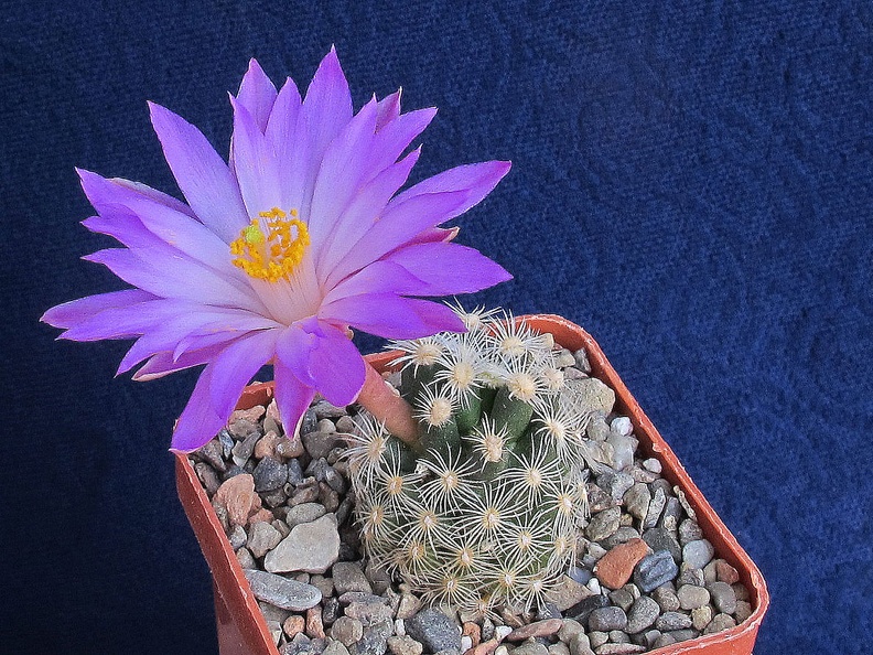 Mammillaria saboae ssp  roczekii