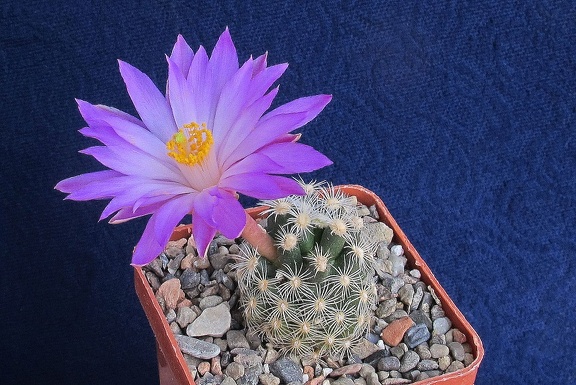 Mammillaria saboae ssp  roczekii