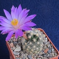 Mammillaria_saboae_ssp__roczekii.jpg