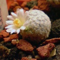 Mammillaria sanchez-mejoradae Aries