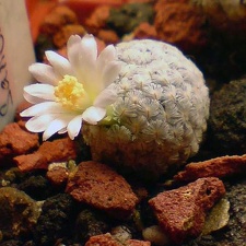 Mammillaria sanchez-mejoradae Aries