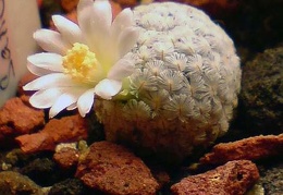 Mammillaria sanchez-mejoradae Aries