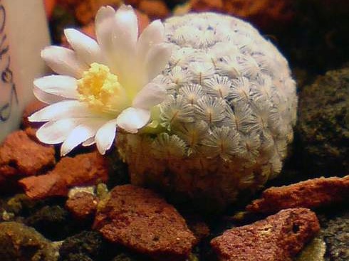 Mammillaria sanchez-mejoradae Aries