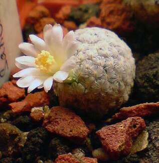 Mammillaria sanchez-mejoradae Aries