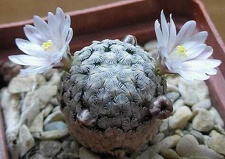 Mammillaria sanchez-mejoradae Ru