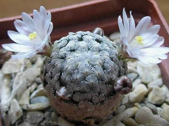 Mammillaria sanchez-mejoradae Ru