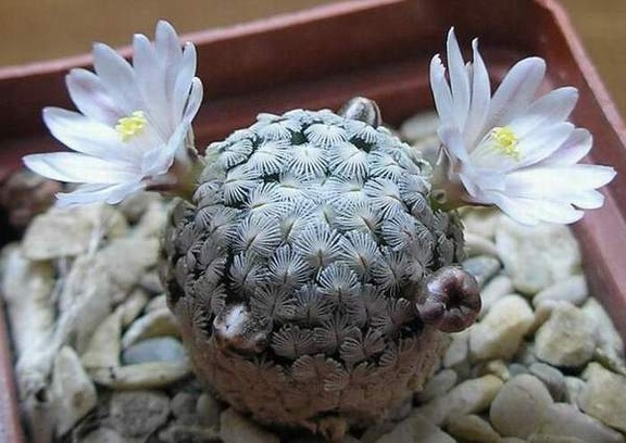 Mammillaria sanchez-mejoradae Ru