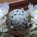 Mammillaria sanchez-mejoradae Ru