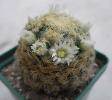 Mammillaria schiedeana Ann