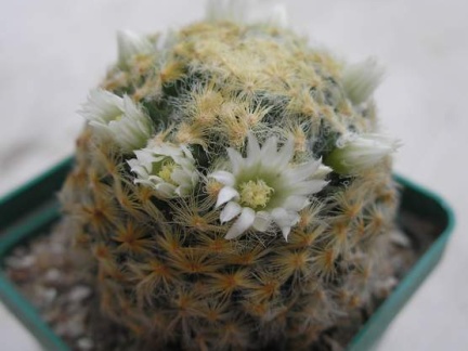 Mammillaria schiedeana Ann