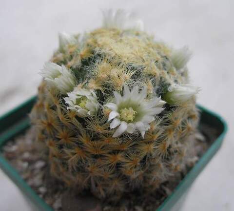 Mammillaria schiedeana Ann