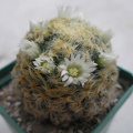 Mammillaria schiedeana Ann