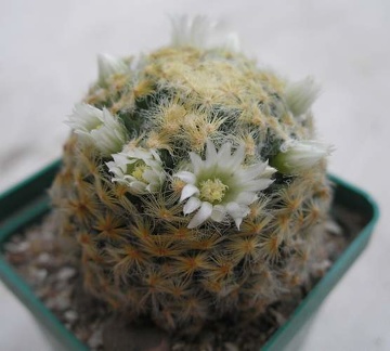 Mammillaria schiedeana Ann