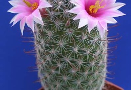 Mammillaria sheldonii Lira