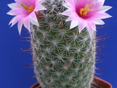 Mammillaria sheldonii Lira