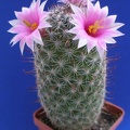 Mammillaria sheldonii Lira