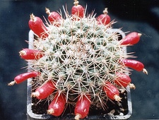 Mammillaria simplex