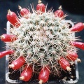Mammillaria simplex