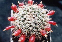 Mammillaria simplex