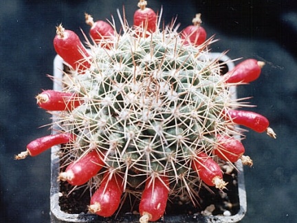 Mammillaria simplex