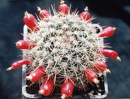 Mammillaria simplex