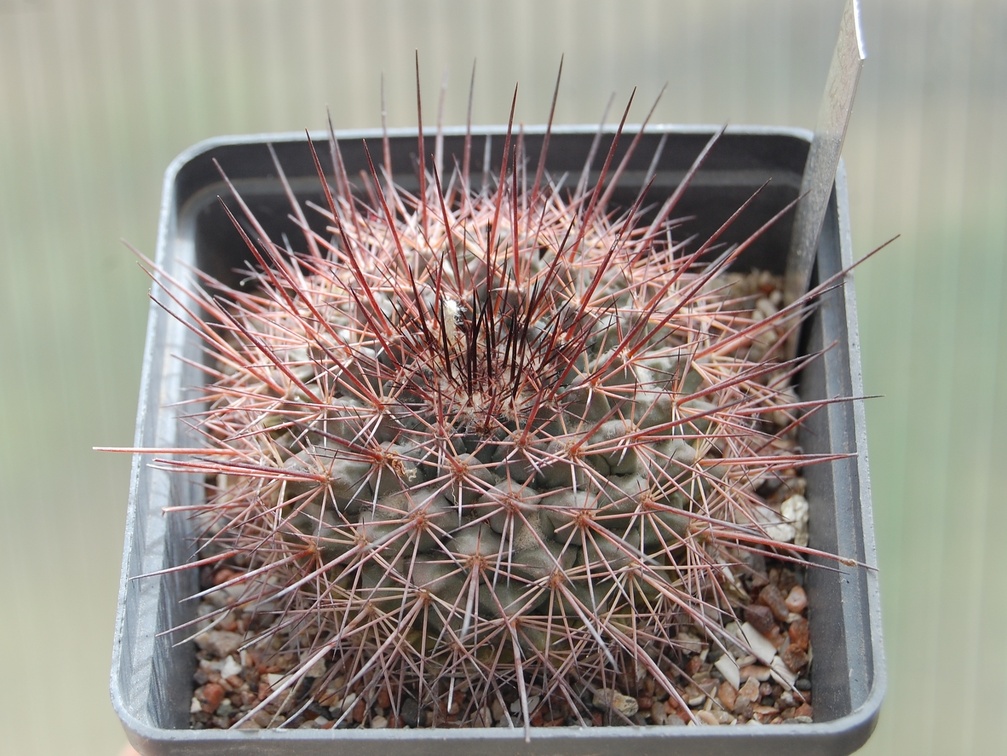 Mammillaria sonorensis v  tesopasensis SB 907