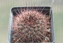 Mammillaria sonorensis v  tesopasensis SB 907