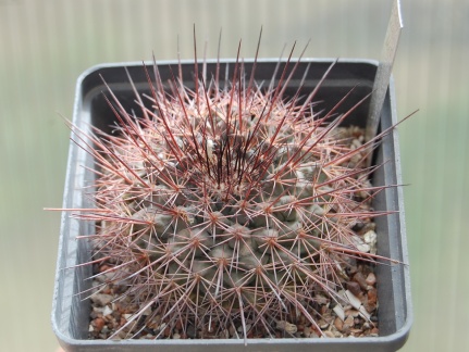Mammillaria sonorensis v  tesopasensis SB 907