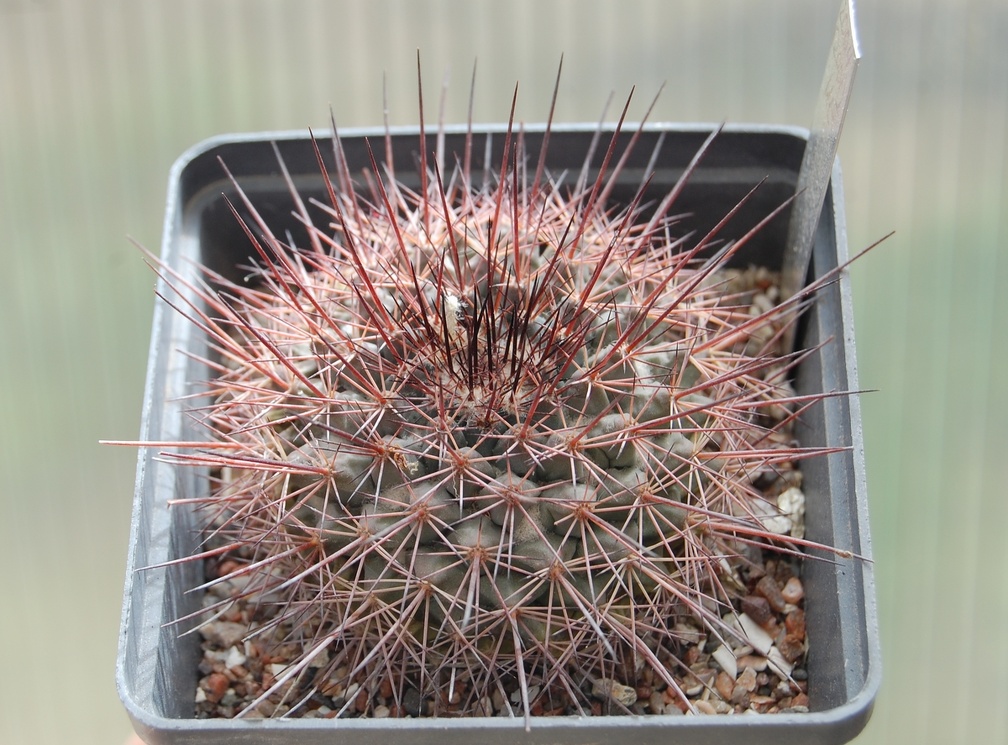 Mammillaria sonorensis v  tesopasensis SB 907