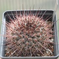 Mammillaria sonorensis v  tesopasensis SB 907