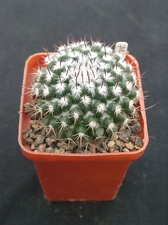 Mammillaria spec