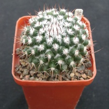 Mammillaria spec