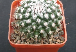 Mammillaria spec
