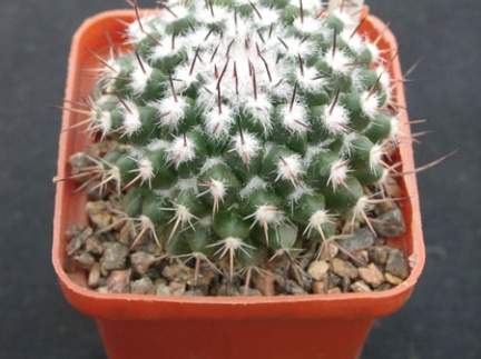 Mammillaria spec