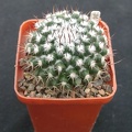 Mammillaria spec (2000 відвідувань) Mammillaria spec