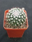 Mammillaria spec