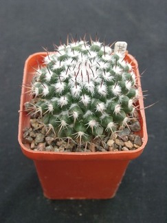 Mammillaria spec