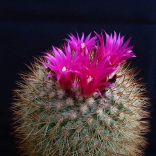Mammillaria spinosissima Pechersky