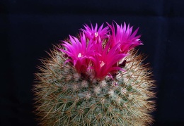 Mammillaria spinosissima Pechersky