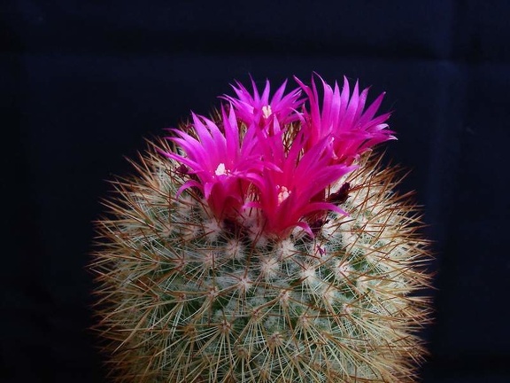 Mammillaria spinosissima Pechersky
