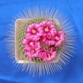 Mammillaria spinosissima  Uno Pico  Lira
