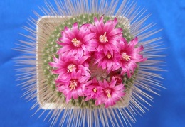 Mammillaria spinosissima  Uno Pico  Lira