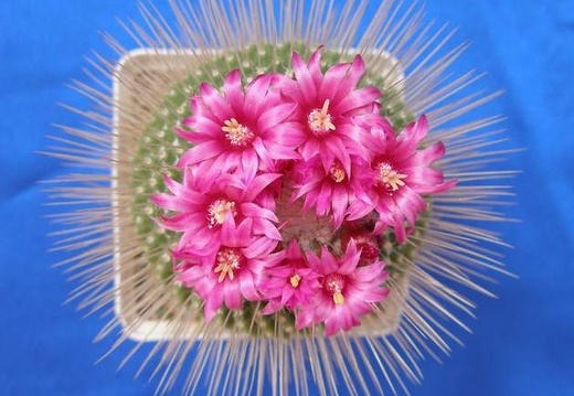 Mammillaria spinosissima  Uno Pico  Lira