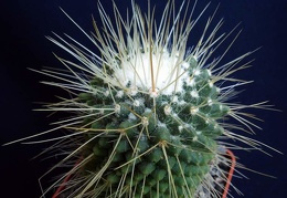 Mammillaria spinosissima cv Uno pico Pechersky