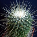 Mammillaria spinosissima cv Uno pico Pechersky