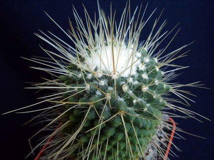 Mammillaria spinosissima cv Uno pico Pechersky