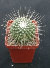 Mammillaria spinosissima f Uno Piko