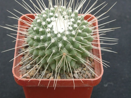 Mammillaria spinosissima f Uno Piko